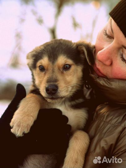 Щенок на улице