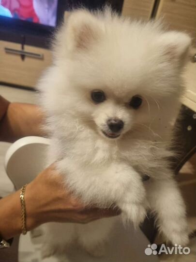 Померанский шпиц мини