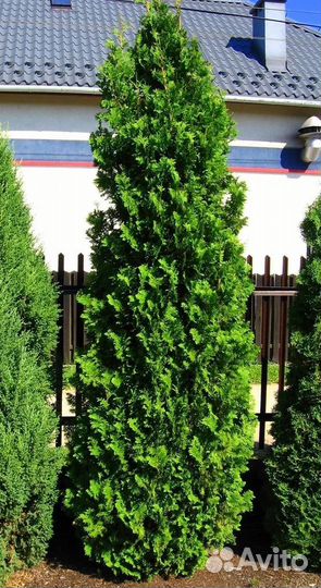 Хвойные растения