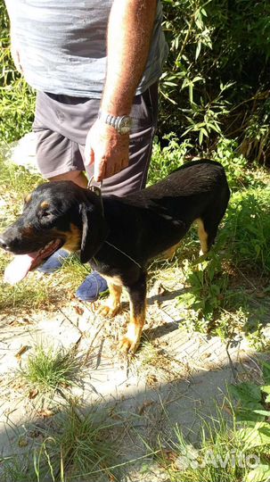 Отдам ротвейлера