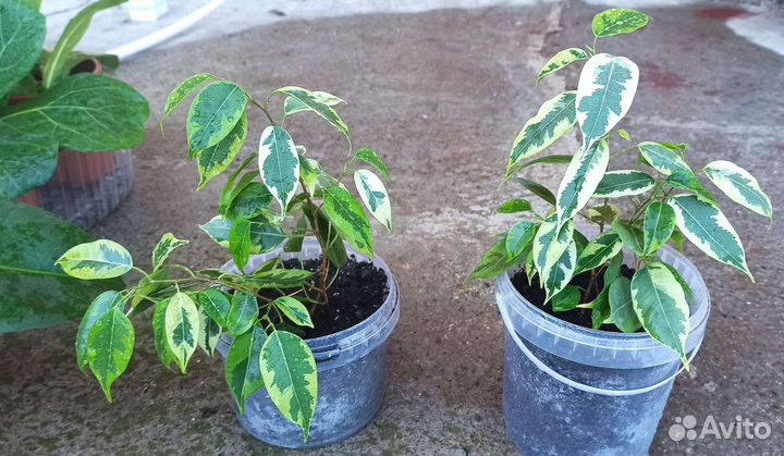 Фикус Бенджамина Робуста Абиджан Лирата колумнарис