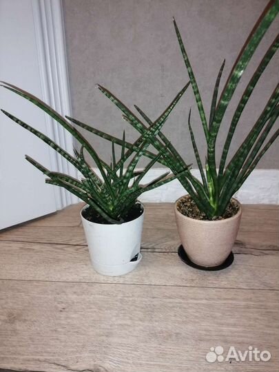 Сансевиерия сортовая