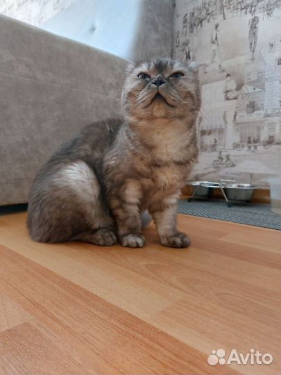 Шотландская вислоухая кошка