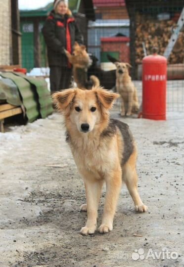 Небольшая собачка в добрые руки