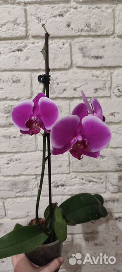 Орхидея фаленопсис