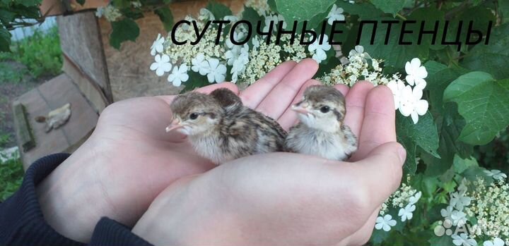 Цыплята,птенцы горной куропатки(кеклик) инкуб.яйцо