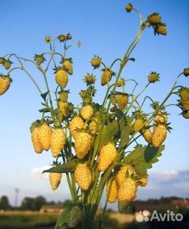 Саженцы земляники безусой ремонтантной