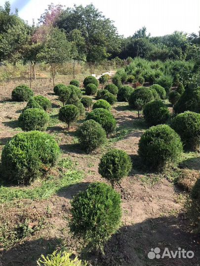 Можжевельник виргинский формированный
