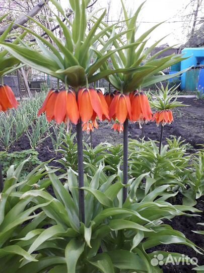 Рябчик императорский