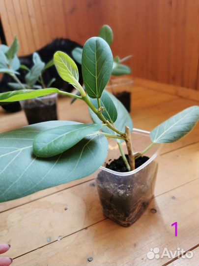 Фикус бенгальский Одри (Андрей)