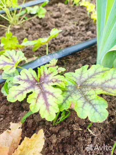 Растения гейхера