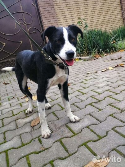 Метис питбуля