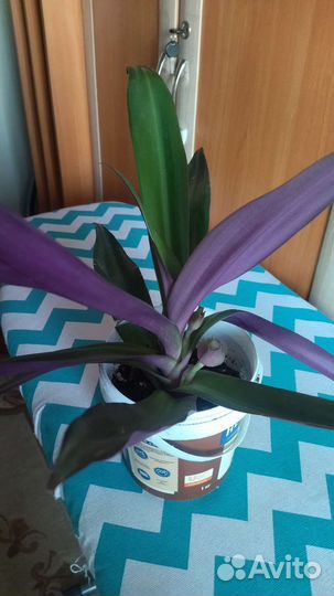 Комнатные цветы