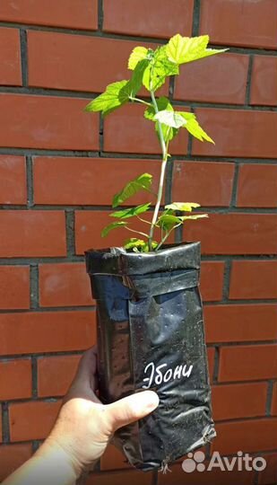 Чёрная смородина, саженцы