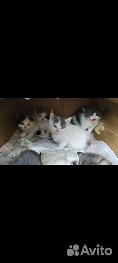 Котята в добрые руки