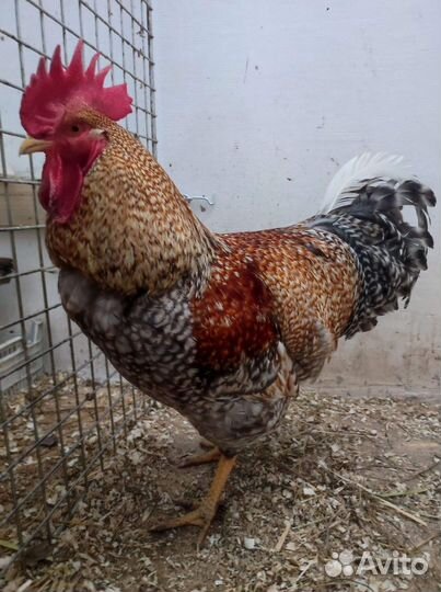 Ия породы Белефельдер. Пушкинские. Цыплята