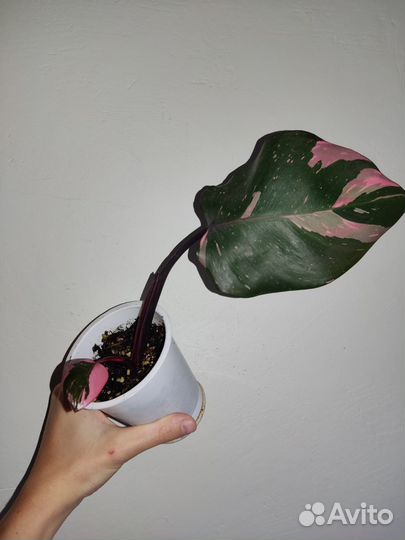 Филодендрон розовая принцесса