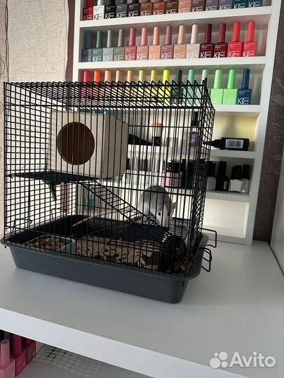 Продам крысят с клеткой и всем необходимым