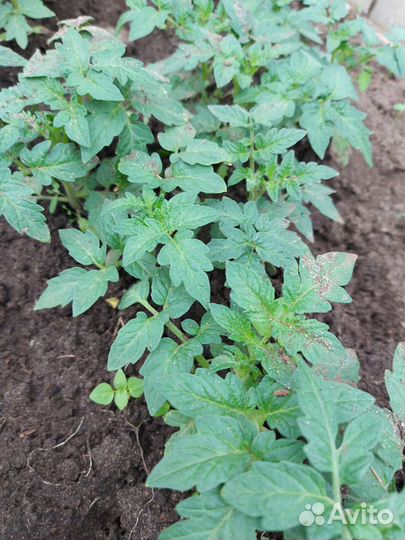 Рассада помидоров,капусты и вегетативных цветов