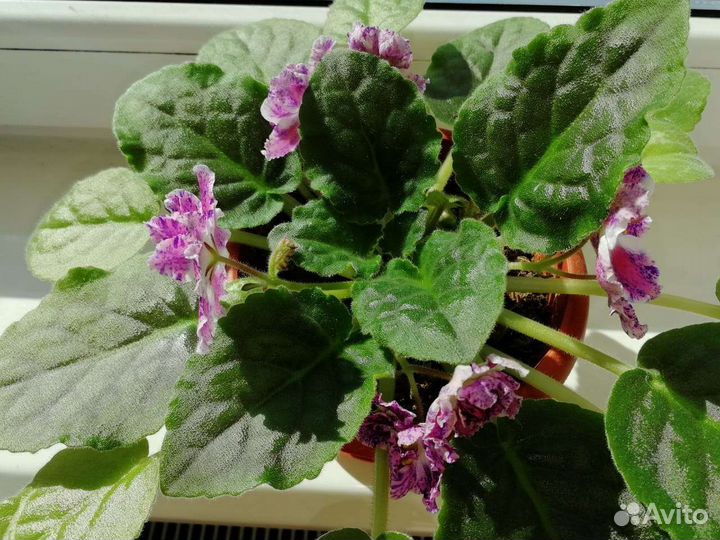 Фиалки цветущие в горшке