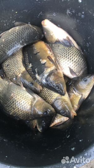 Малек Карп Рыбопосадочный материал Зарыбление