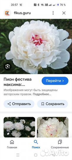 Пионы саженцы