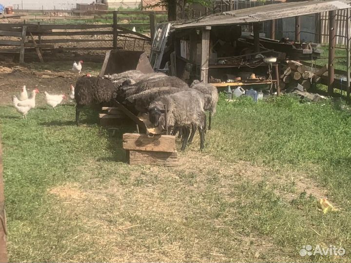 Овцы бараны