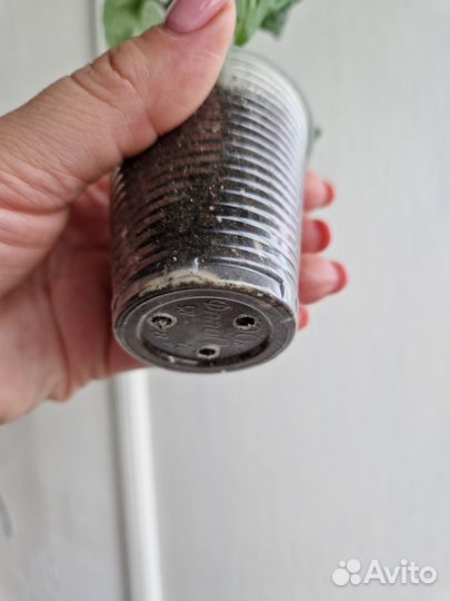 Монстера. Строманта