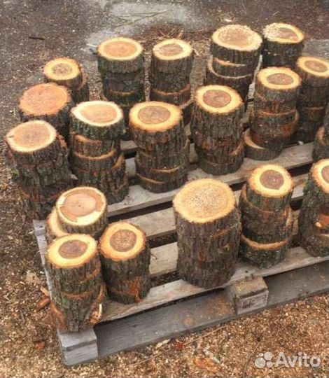 Торцевые спилы деревьев