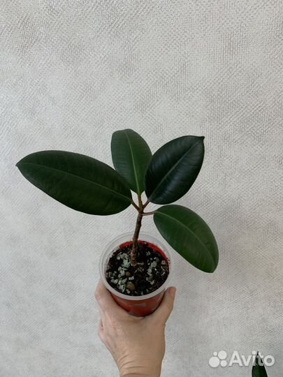 Комнатные цветы