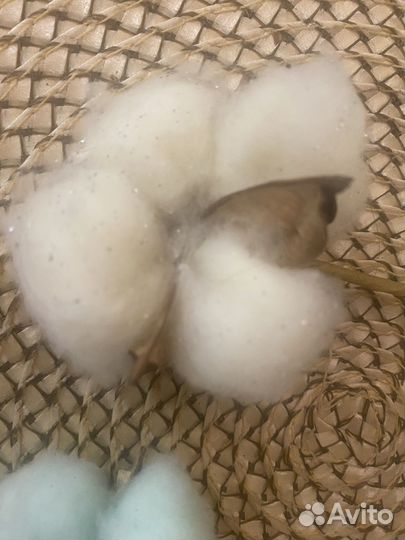 Хлопковые цветы 3 штуки