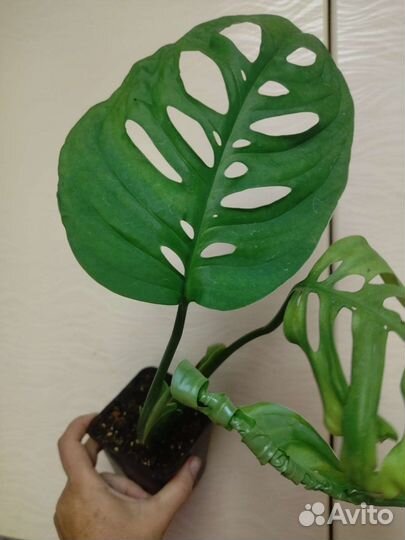 Сортовые филодендроны