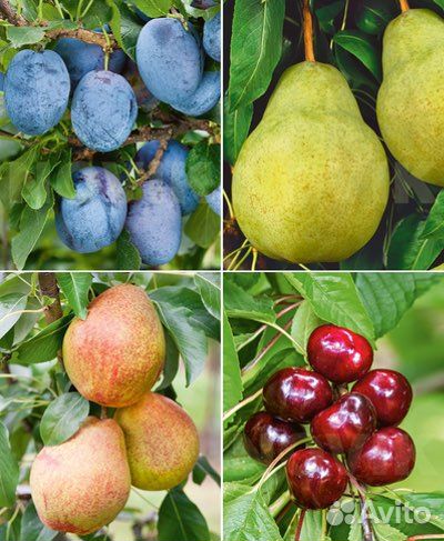Саженцы плодовых деревьев
