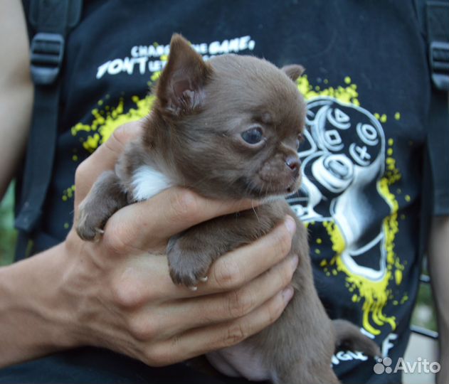 Чихуахуа девочка