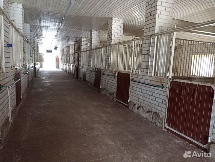 Постой лошадей (аренда денника/конюшни)