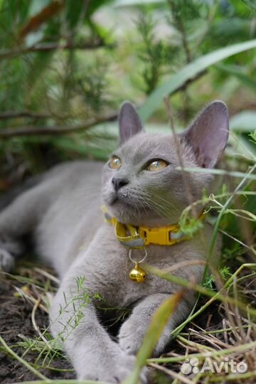 Бурмы с документами