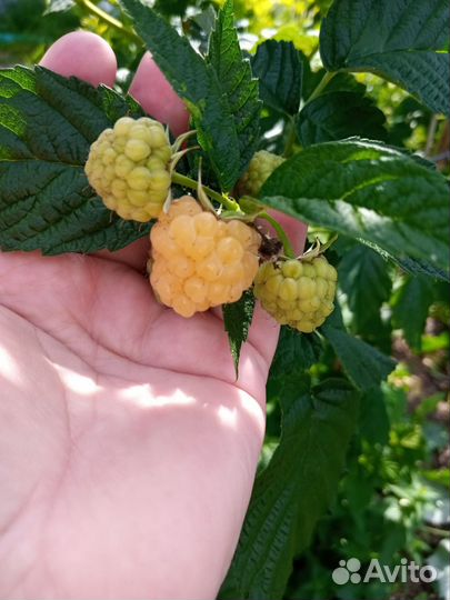 Малина желтая саженцы