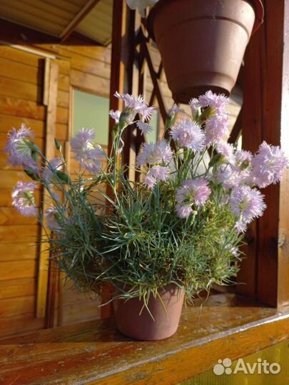 Стелющиеся растения, низкорослые