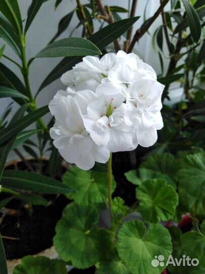 Пеларгония герань