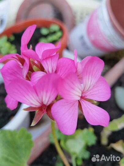 Пеларгония герань