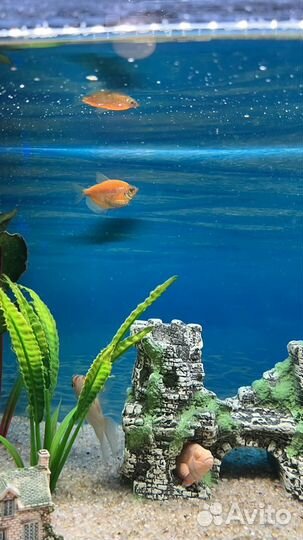 Juwel Аквариум с рыбками