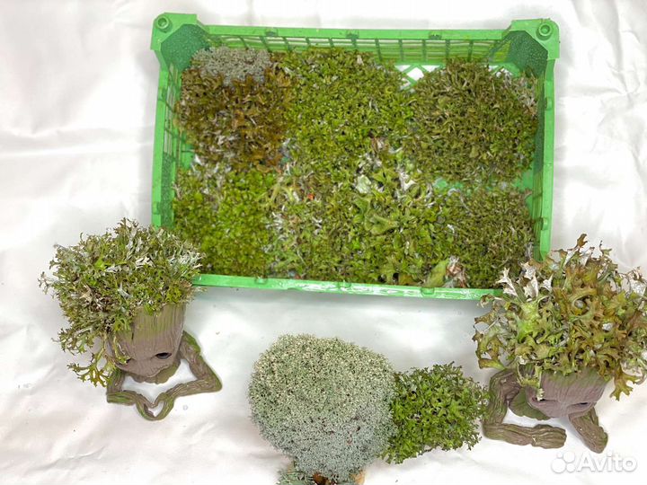 Цетрария, живое дерево, бонсай