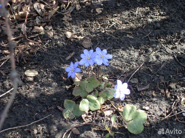 Многолетние цветы