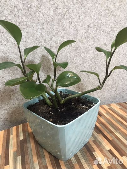 Цветок переромия