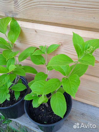 Гортензия метельчатая Пинк даймонд