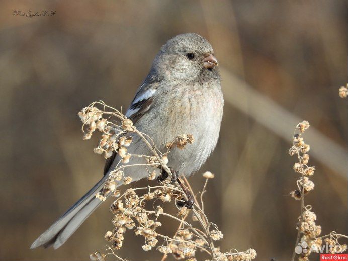 Певчие лесные птицы