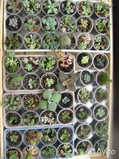 Суккуленты в правильном рыхлом грунте