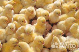 Инкубатор для яиц автоматический 77 яиц