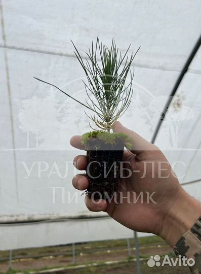 Сеянцы на лесовосстановление Горная сосна Мугус зк