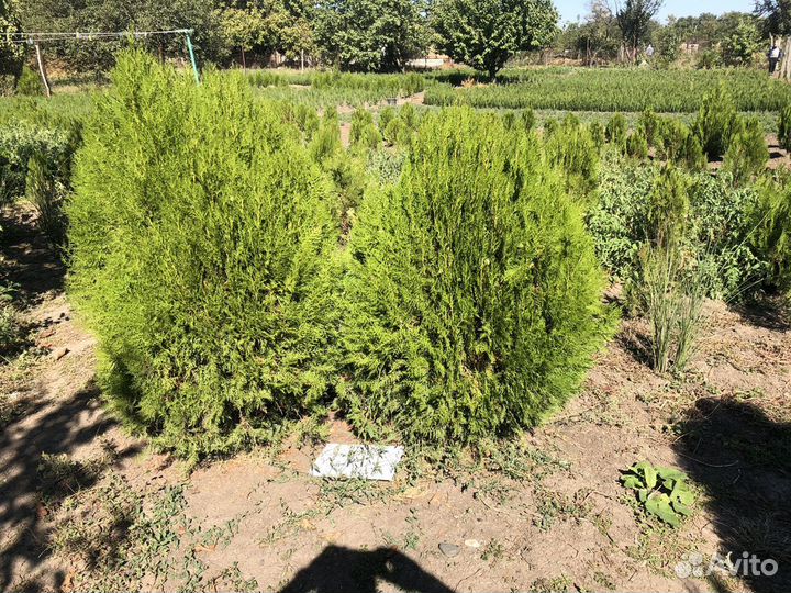 Туя разные размеры